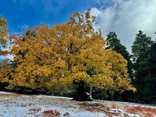 Detail Gallery Image 56 of 75 For 3413 Fern Meadow Rd, Palomar Mountain,  CA 92060 - 3 Beds | 3/1 Baths