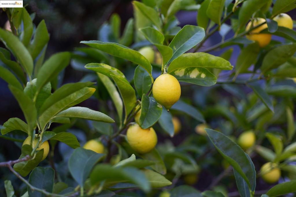 https://media.crmls.org/mediaz/6c36edf6-bdce-437e-bdc7-8a6b9163bdf8.jpg?preset=X-Large