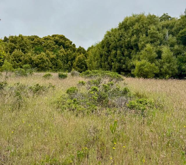 0 Bonita, Half Moon Bay CA: https://media.crmls.org/mediaz/6c3bbc73-9673-470a-8d8c-7fab923c1a7f.jpg