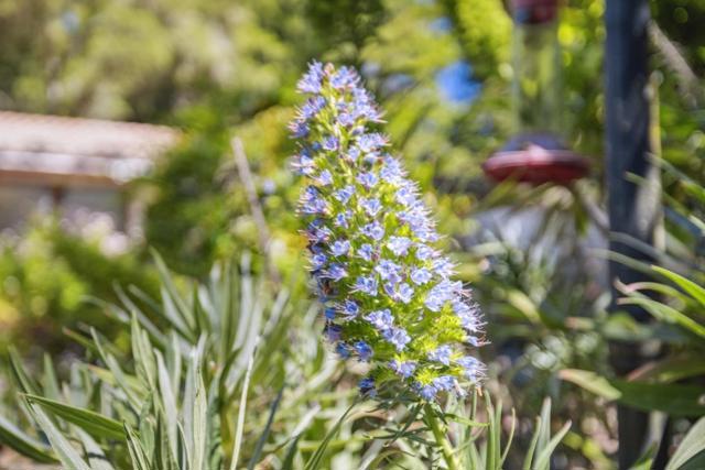 355 Santa Cruz Street, Boulder Creek CA: https://media.crmls.org/mediaz/6c6f4dd5-a53c-45f6-8b22-3da45e84d229.jpg