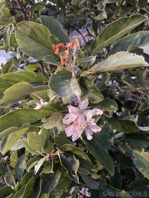 Apple blossoms.