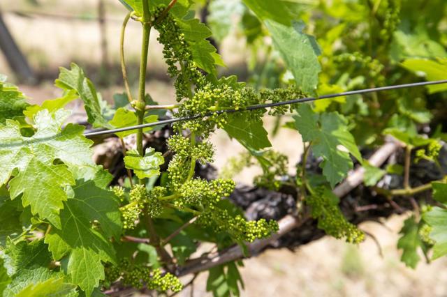 1305 Lions Peak Lane, San Martin CA: https://media.crmls.org/mediaz/6d9035c0-4d04-4d31-9285-c3e9e5168ba9.jpg