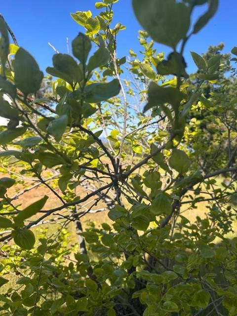 110 Silverline Road, Los Gatos CA: https://media.crmls.org/mediaz/6dcf8b0f-4ca9-47c5-92fa-dfde73f56c0c.jpg