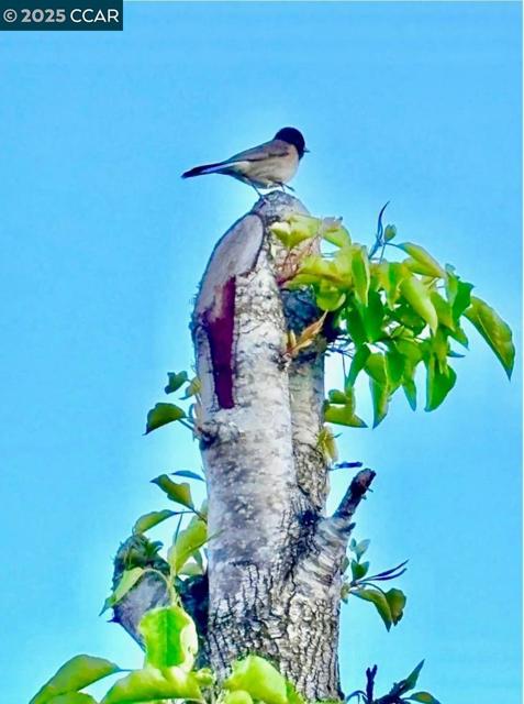 130 Arundel Dr, Hayward CA: https://media.crmls.org/mediaz/6e03f33b-e2d6-4d45-a6be-ca08dcbb1478.jpg