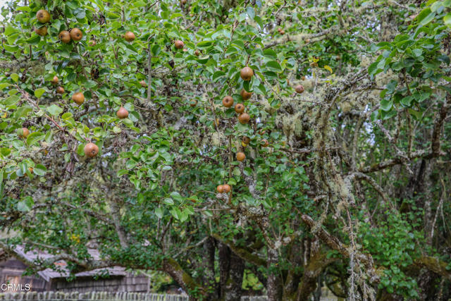 Detail Gallery Image 47 of 74 For 31600 Little Valley Rd, Fort Bragg,  CA 95437 - 3 Beds | 2 Baths