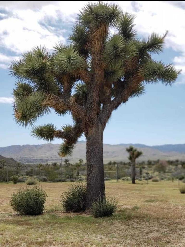 MLS #219138603PS image #26