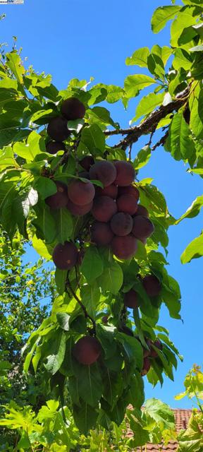 2380 Cabrillo Dr, Hayward CA: https://media.crmls.org/mediaz/6f2f8df2-0145-4dd5-9d17-930dda739da0.jpg