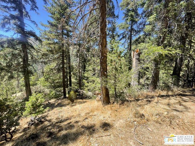 6307 Cedar Court, Angelus Oaks CA: https://media.crmls.org/mediaz/6f483f35-019a-4152-8743-0022d51b3b85.jpg
