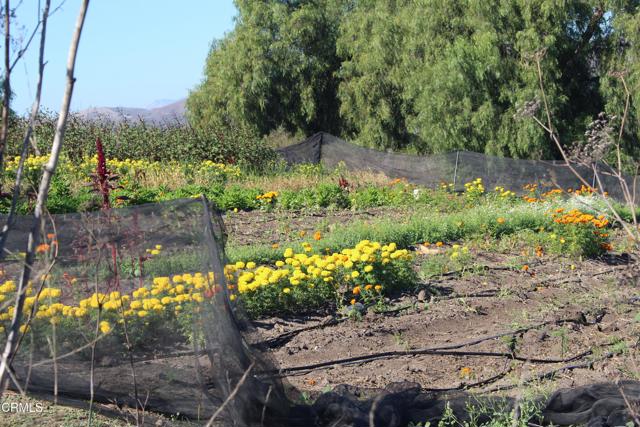 Detail Gallery Image 13 of 32 For 1672 E Los Angeles Ave, Somis,  CA 93066 - – Beds | – Baths