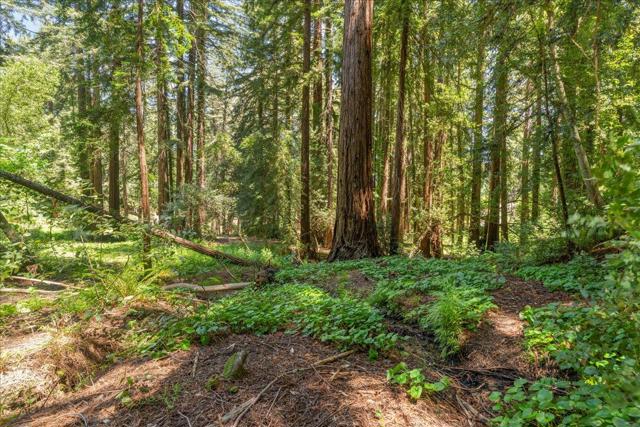 0 Grove Street, Los Gatos CA: https://media.crmls.org/mediaz/6f6083f2-f90b-4044-b190-1a99c1342a12.jpg