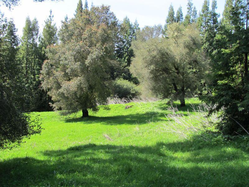 MLS #ML81810757 image #8