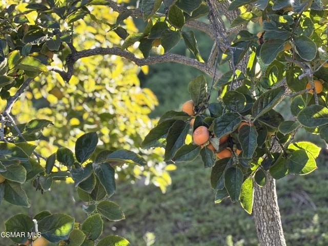 7111 Los Coyotes Place, Camarillo CA: https://media.crmls.org/mediaz/7075a957-a8ca-4c66-8aea-d73d6d0f97fa.jpg