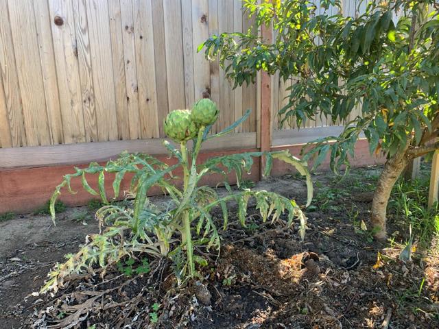 166 Afton Road, Salinas CA: https://media.crmls.org/mediaz/70e36441-a7cb-4969-877f-eca817561f75.jpg