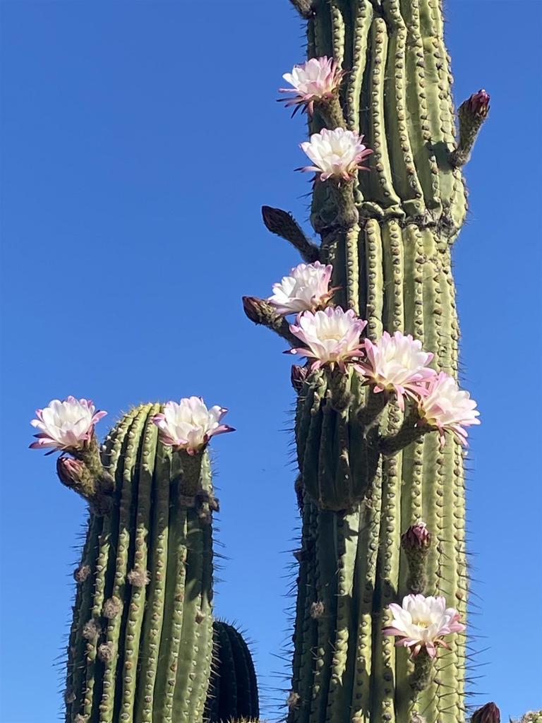 https://media.crmls.org/mediaz/71aa4a40-eaad-4749-85b4-e6a51097ed2f.jpg?preset=X-Large