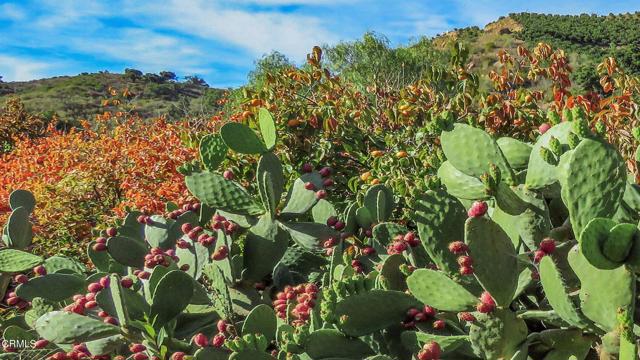 Detail Gallery Image 45 of 58 For 4620 Casitas Pass Rd, Ventura,  CA 93001 - 3 Beds | 2/1 Baths