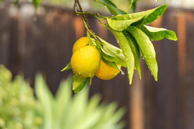 386 Fleming Avenue, San Jose CA: https://media.crmls.org/mediaz/7243315e-8db0-4981-8bba-91222f427a34.jpg