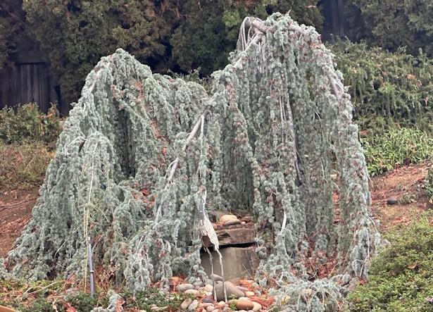 525 Wellington Drive, San Carlos CA: https://media.crmls.org/mediaz/730f343b-d1b9-47d2-81a4-63491378ad2c.jpg