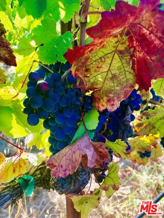 20799 Highway 128, Yorkville CA: https://media.crmls.org/mediaz/739294d8-2e48-4a04-92d3-467158bf8869.jpg