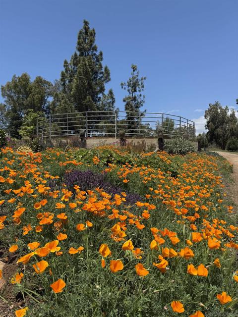 20119 Para Siempre Vista, Ramona CA: https://media.crmls.org/mediaz/73b293f9-cd0b-4841-849c-d6567e8789f8.jpg