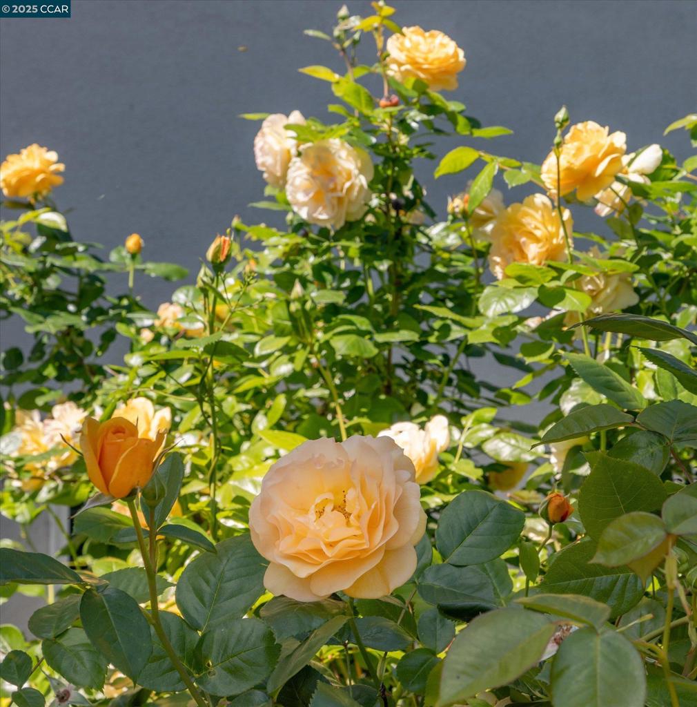 https://media.crmls.org/mediaz/748c3960-8d3f-4ad9-8683-3c2dc19b1d8d.jpg?preset=X-Large