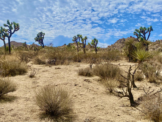 104 Bandera Road, Yucca Valley CA: https://media.crmls.org/mediaz/749b3277-e0f9-4c3f-9bd1-c73f5b2ab0ae.jpg
