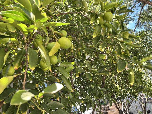 Detail Gallery Image 22 of 22 For 1537 H Street #35,  Ramona,  CA 92065 - 3 Beds | 2 Baths