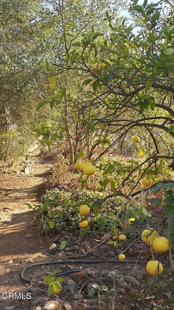 Detail Gallery Image 36 of 58 For 1450 Mcandrew Rd, Ojai,  CA 93023 - 4 Beds | 2 Baths