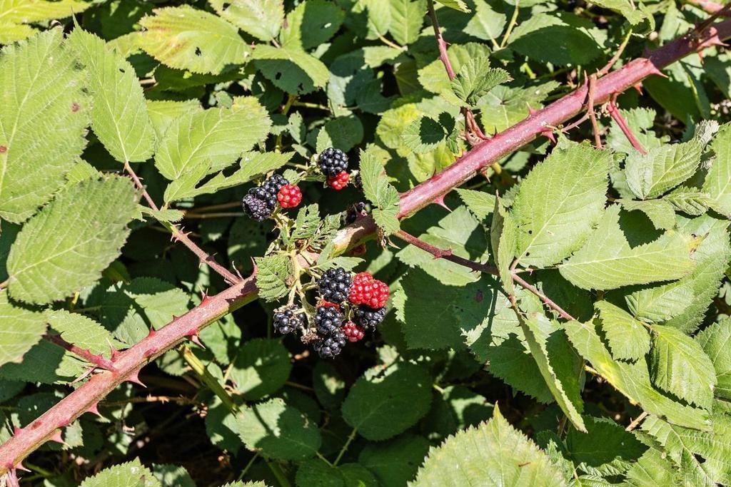 MLS #NDP2508054 image #7