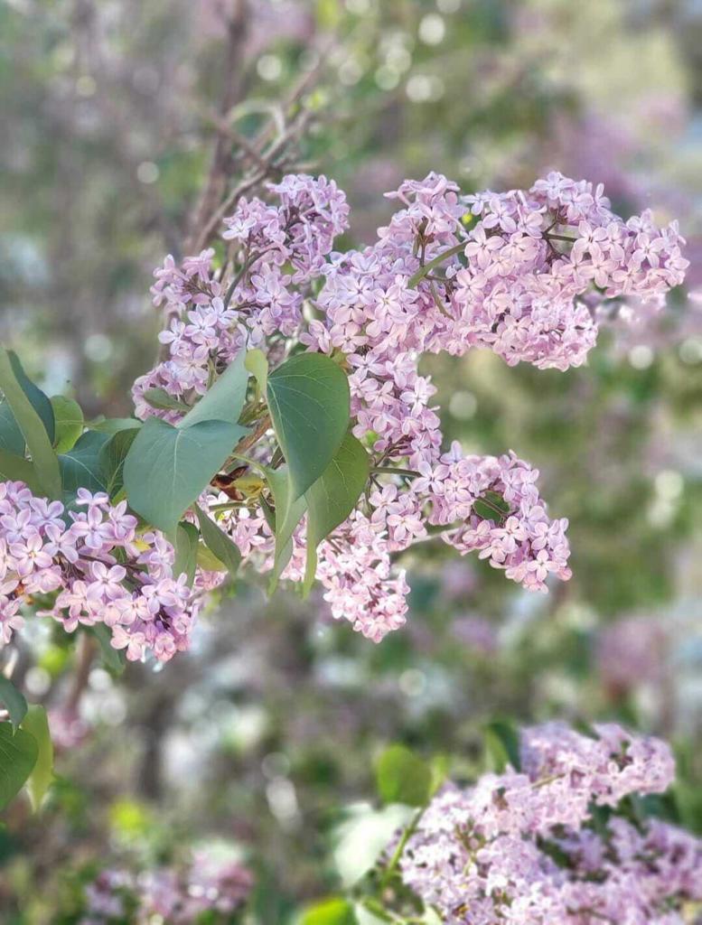 MLS #219138603PS image #24