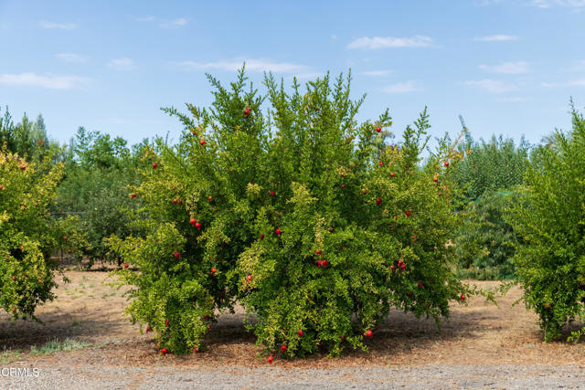 Detail Gallery Image 38 of 52 For 3001 Long Valley Rd, Santa Ynez,  CA 93460 - 6 Beds | 6/2 Baths