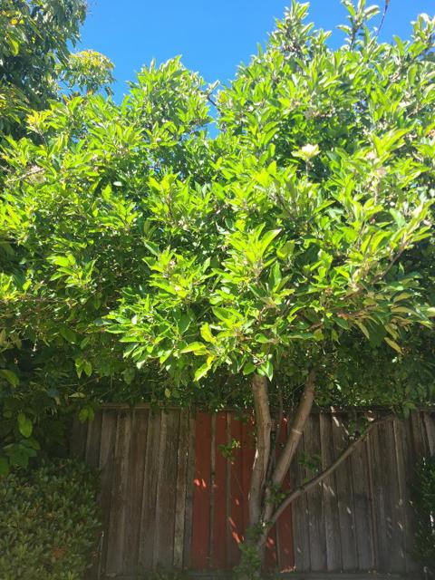 4879 Boone Drive, Fremont CA: https://media.crmls.org/mediaz/77c7b54c-2751-4575-94ca-ecf517bc646c.jpg