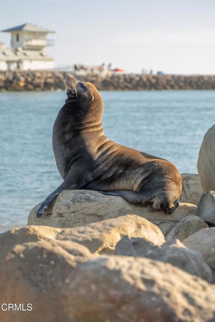 3500 Ocean Drive, Oxnard CA: https://media.crmls.org/mediaz/7815ea52-229b-4749-bab3-39e4b3893ecf.jpg