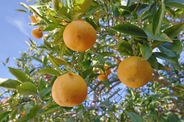 Detail Gallery Image 47 of 57 For 817 Margarita, Coronado,  CA 92118 - 3 Beds | 2 Baths