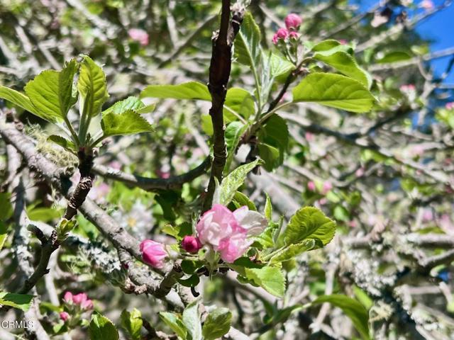 Detail Gallery Image 45 of 65 For 18751 Sears Ln, Fort Bragg,  CA 95437 - 2 Beds | 2 Baths