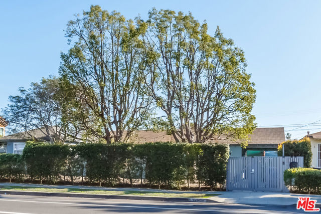 PRIVACY HEDGES - FRONT VIEW