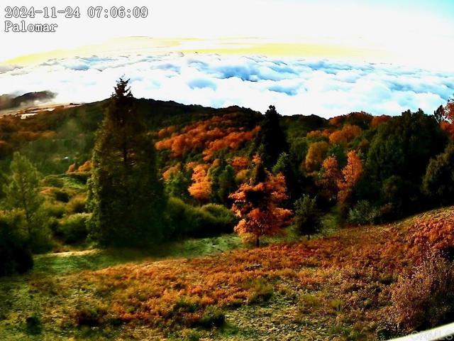 Detail Gallery Image 42 of 43 For 32771 Birch Hill Rd, Palomar Mountain,  CA 92060 - 2 Beds | 2 Baths