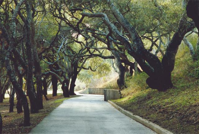 25825 Via Malpaso (Lot 68), Carmel CA: https://media.crmls.org/mediaz/7864155c-59f0-4377-afdd-2921a420e795.jpg