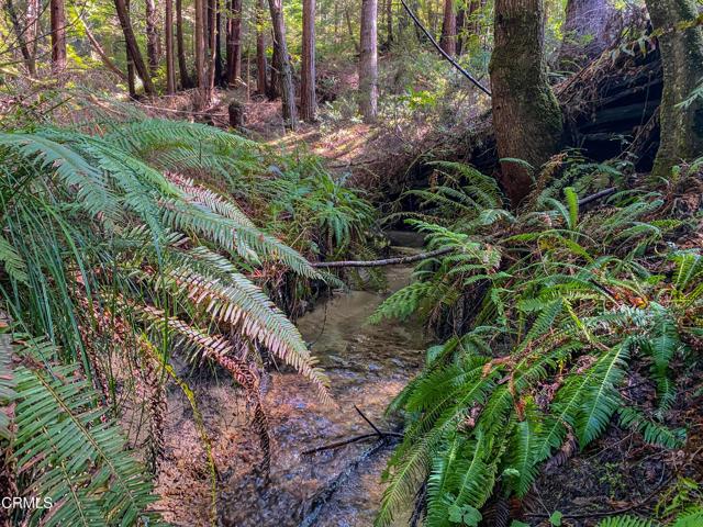 15137 Mitchell Creek Drive, Fort Bragg CA: https://media.crmls.org/mediaz/787cda3a-edc4-4f8a-af7a-661b5fb83877.jpg