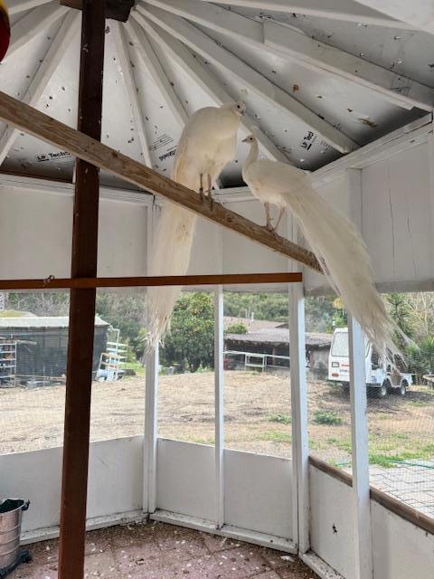 Image 20 of 31 For 18171 Berta Canyon Road