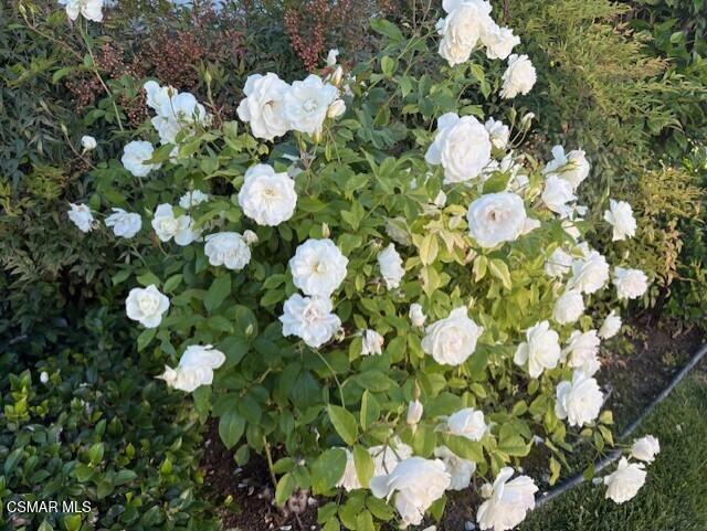 205 Larkhill Street, Thousand Oaks CA: https://media.crmls.org/mediaz/789e4db0-8e87-49de-8766-239758f54782.jpg