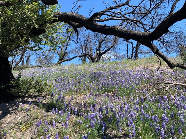 0 Cachagua, Carmel Valley CA: https://media.crmls.org/mediaz/789f35be-f0da-4fde-8b53-d307d7e722c3.jpg