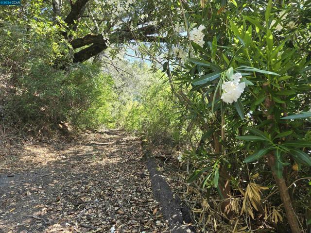 100 Black Log Rd, Kentfield CA: https://media.crmls.org/mediaz/78ac6fde-dccd-4443-93ea-9ab1bbad7634.jpg