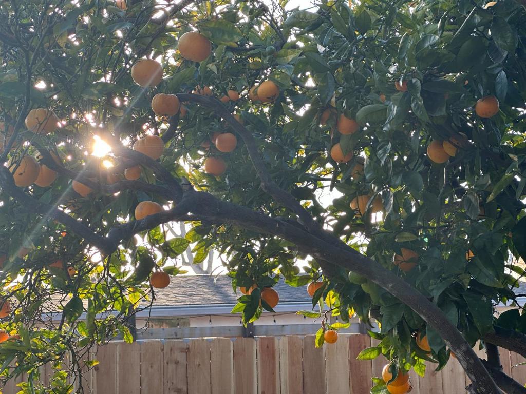 https://media.crmls.org/mediaz/78ecc884-eff4-43c8-89b7-4ef4be869f5d.jpg?preset=X-Large