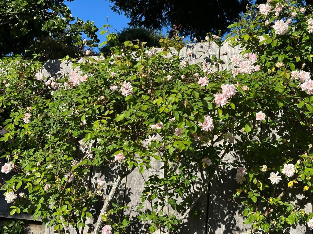 https://media.crmls.org/mediaz/79185750-a159-4d17-84d8-ecd3a051ee9d.jpg?preset=X-Large