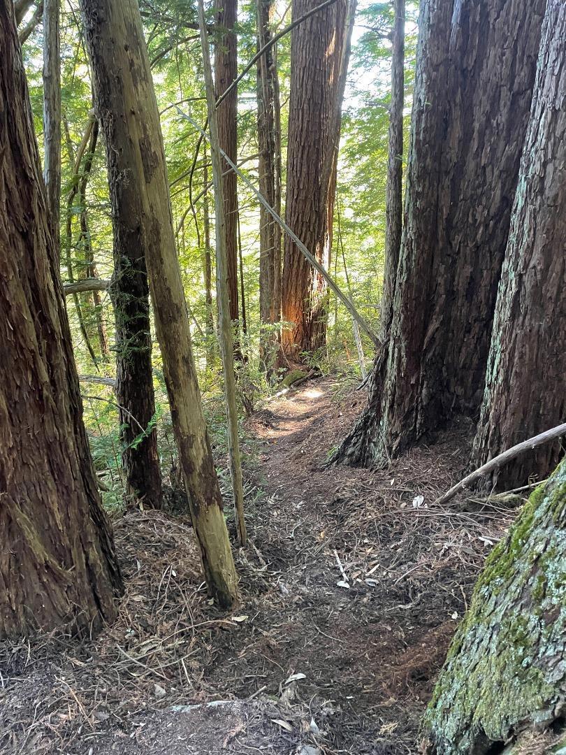 MLS #ML81979482 image #10