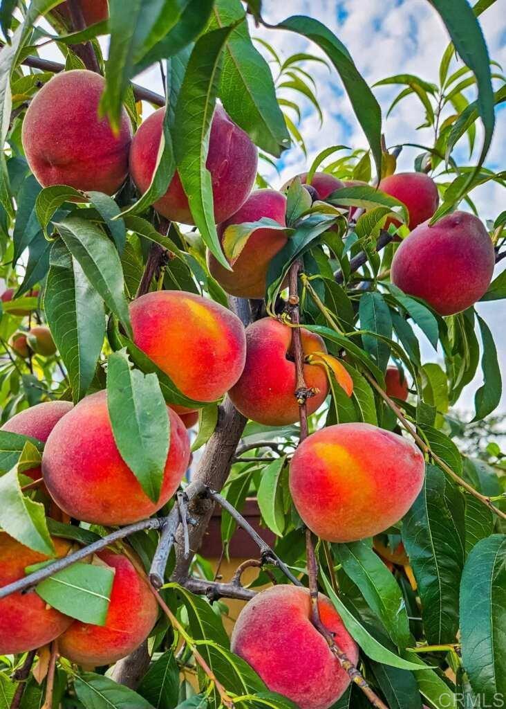 https://media.crmls.org/mediaz/7a6a1335-79d2-4cc0-8d72-8450959cf2fd.jpg?preset=X-Large