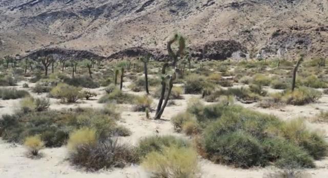 55455 Pipes Canyon, Pioneertown CA: https://media.crmls.org/mediaz/7a9d239b-a4d8-42a4-b759-c83772543806.jpg
