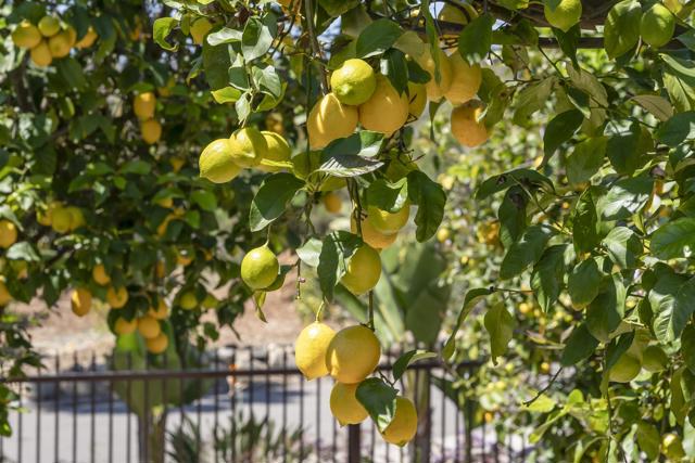 16733 Calle Hermosa, San Diego CA: https://media.crmls.org/mediaz/7ae30370-ede0-4b3b-8d76-27f7b825baf8.jpg