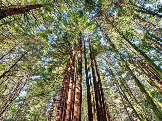 Detail Gallery Image 38 of 47 For 19400 Dorffi Rd, Fort Bragg,  CA 95437 - 3 Beds | 2/1 Baths