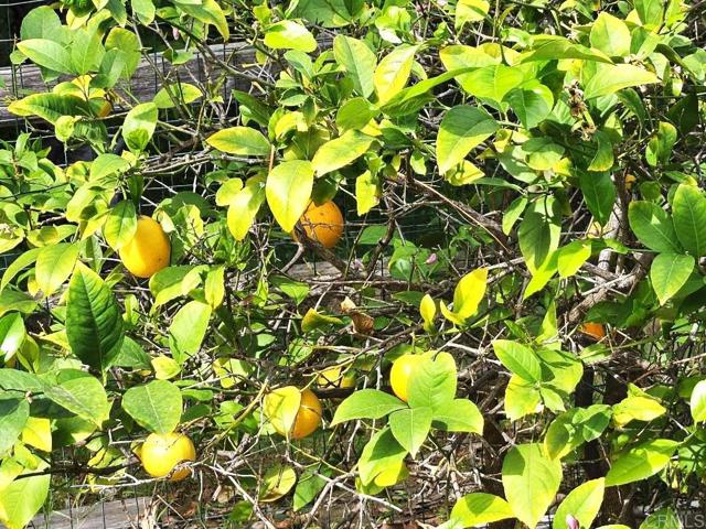 Detail Gallery Image 5 of 19 For 8975 Lawrence Welk Dr #424,  Escondido,  CA 92026 - 2 Beds | 2 Baths